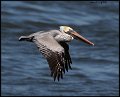 _9SB0422 brown pelican